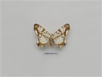 藏品(尺蛾229)的圖片